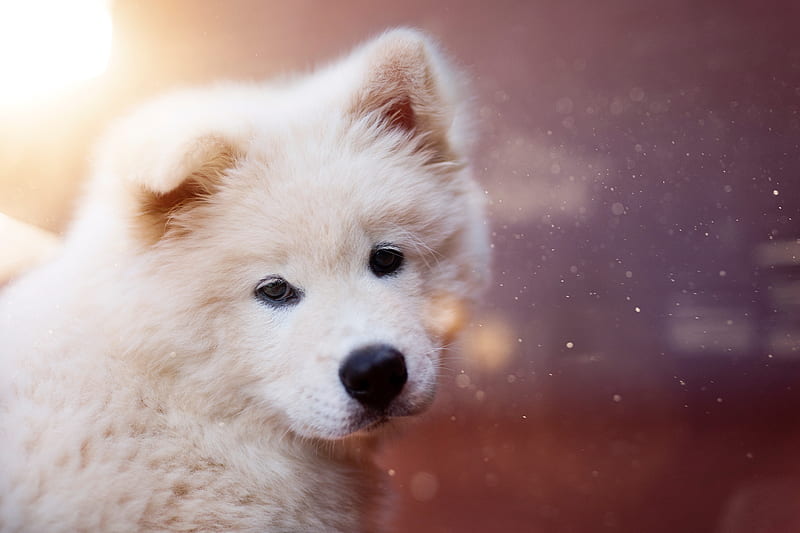 puppy, dog, white, fluffy, cute, HD wallpaper