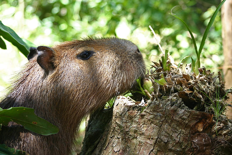 Capybara HD wallpapers  Pxfuel