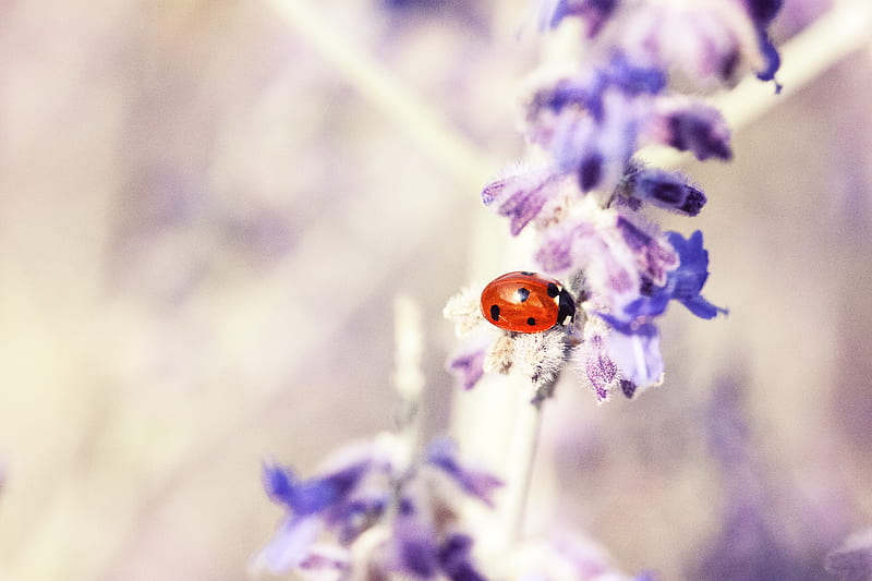 red and black seven-spot ladybird perched on purple petaled flower selective focus graphy, HD wallpaper
