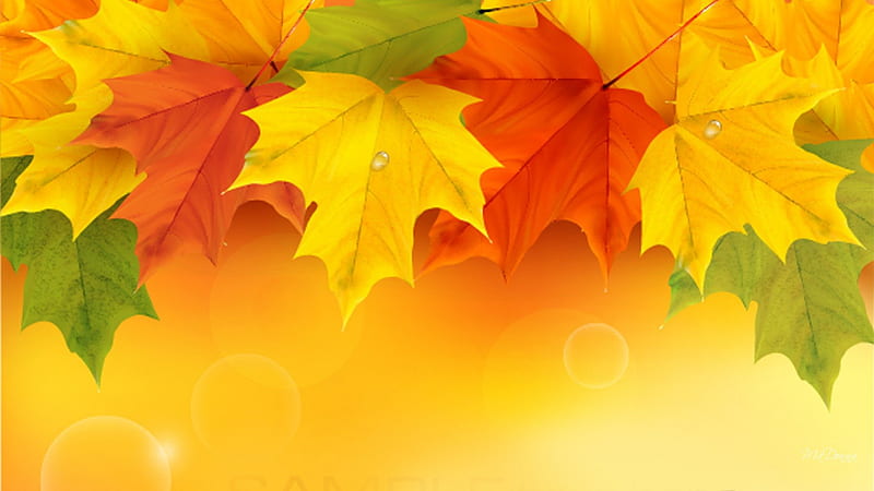Best of Fall, fall, autumn, orange, golden, maple leaves, yellow, abstract, gold, green, bright, simple, HD wallpaper