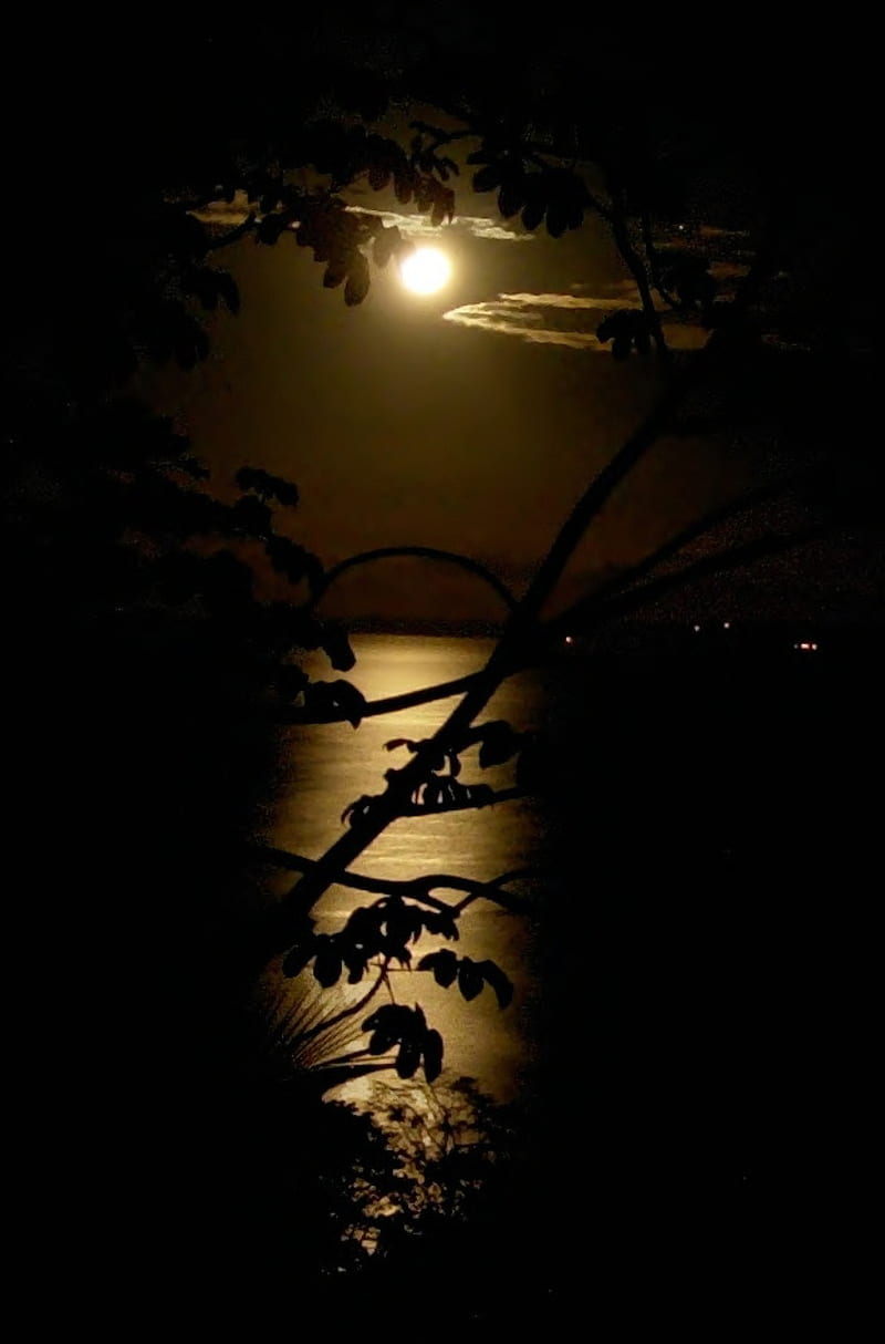 Moonshine, dark, moon, nature, night, HD phone wallpaper