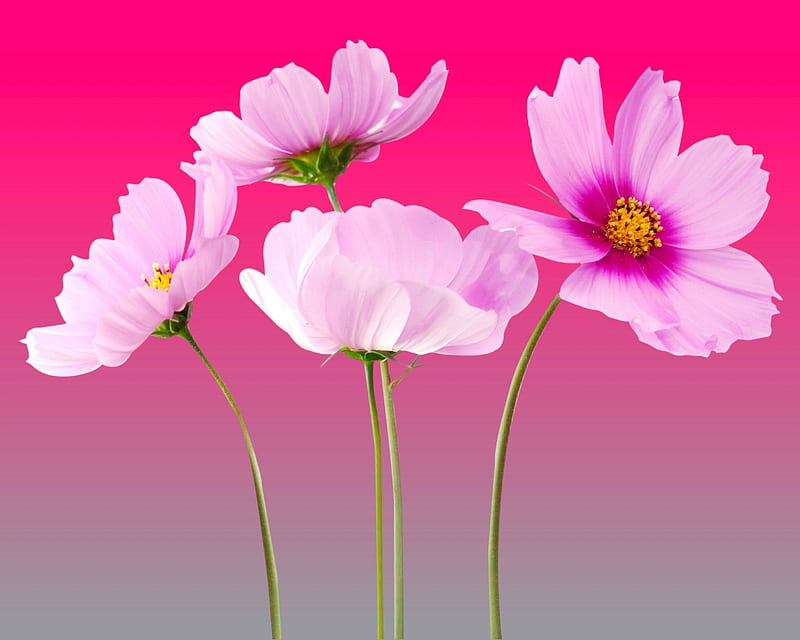 cosmea, flower, gizzzi, pink, HD wallpaper