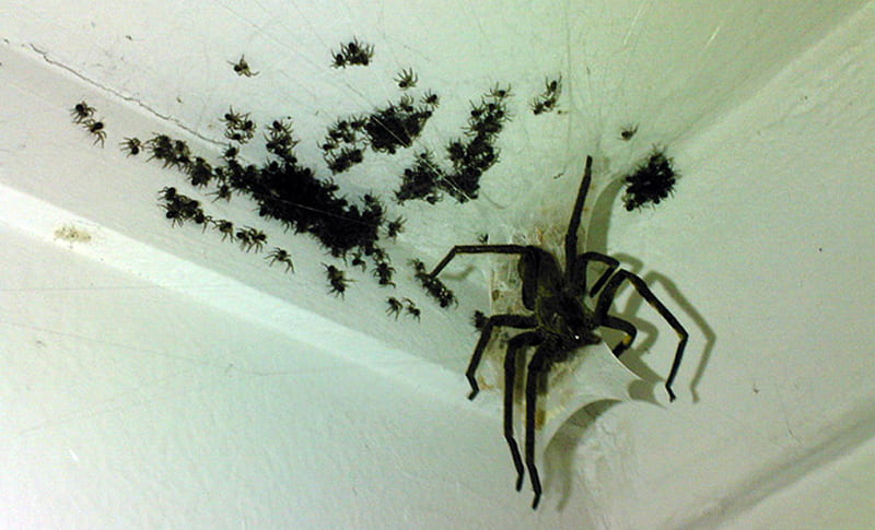 Spider Birth, scary, spider, archnophobia, baby animals, HD wallpaper Spider Birth, scary, spider, archnophobia, baby animals, HD wallpaper