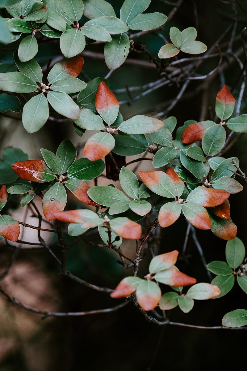 Green-and-red leaf plant, HD phone wallpaper | Peakpx