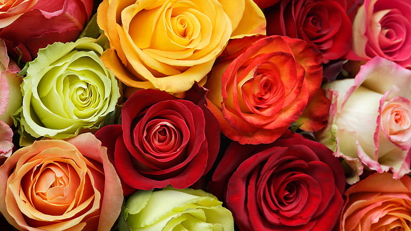 Roses for my lovely friends, red, green, orange, bunch, yellow, bonito, roses, HD wallpaper