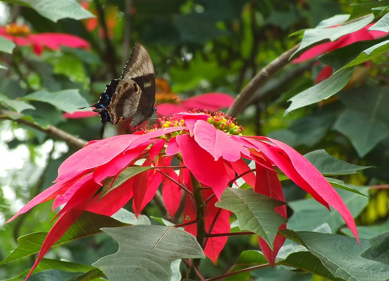 poinsettia, flower, butterfly, bush, HD wallpaper