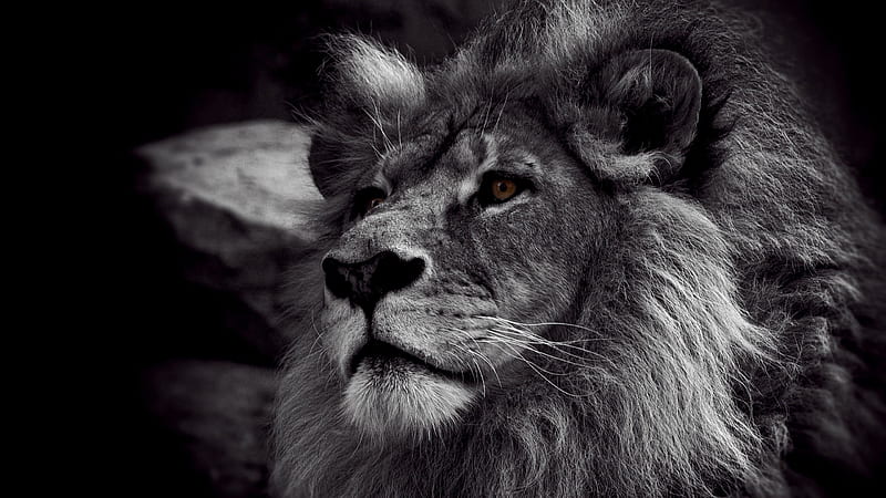 Black And White Of Lion Face Black And White, HD wallpaper