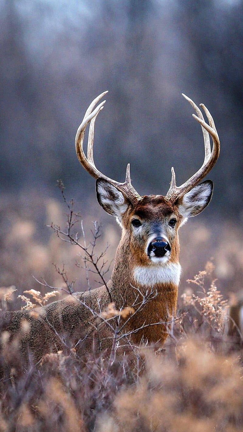 Deer, animal, nature, wildlife, HD phone wallpaper