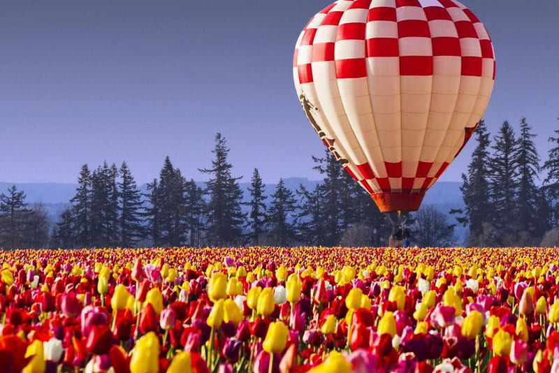 Hot air balloon over tulips field, pretty, colorful, lovely, flight, bonito, fun, spring, trees, sky, balloon, air, hot, walk, tulips, field, HD wallpaper