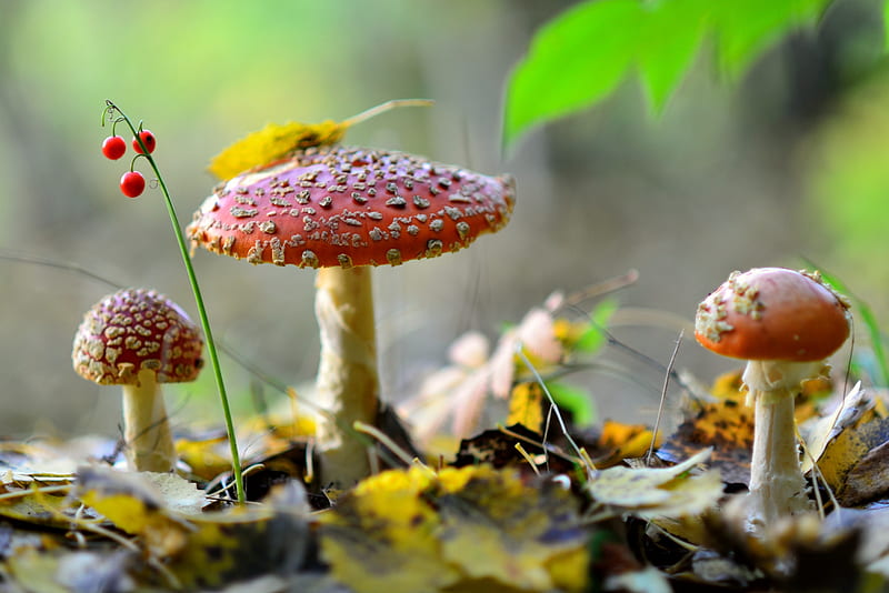 Mushroom, flower, tree, nature, HD wallpaper | Peakpx