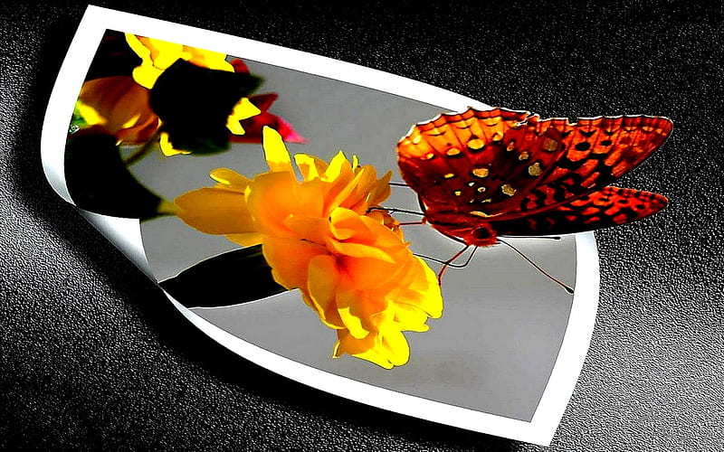 SPRING WALK, flowers, spring, butterfly, mood, HD wallpaper