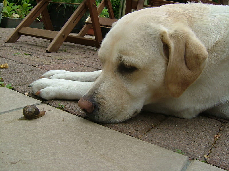 Miss Chien studys the snail, snail, labrador, dog, HD wallpaper