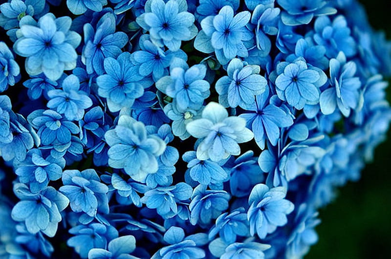 Hermosas flores azules, lindo, flores azules, flores, belleza, dulzura,  tierno, Fondo de pantalla HD | Peakpx