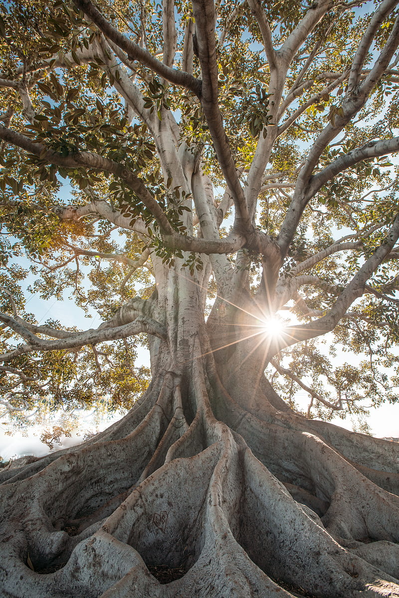 tree, sunlight, roots, giant, HD phone wallpaper