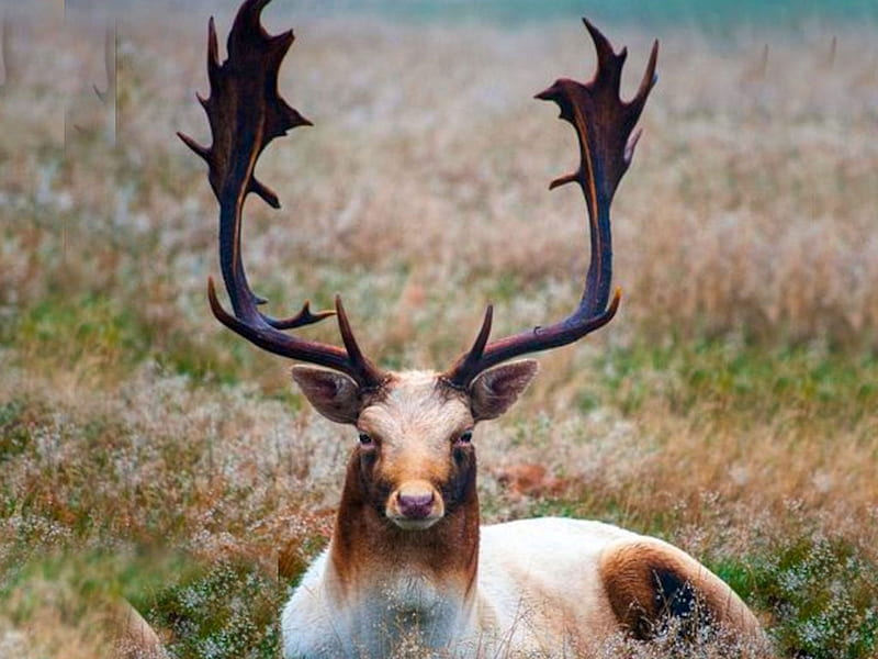 Fallow Deer Stag, Flickr, the WOW factor, nature, album, HD wallpaper