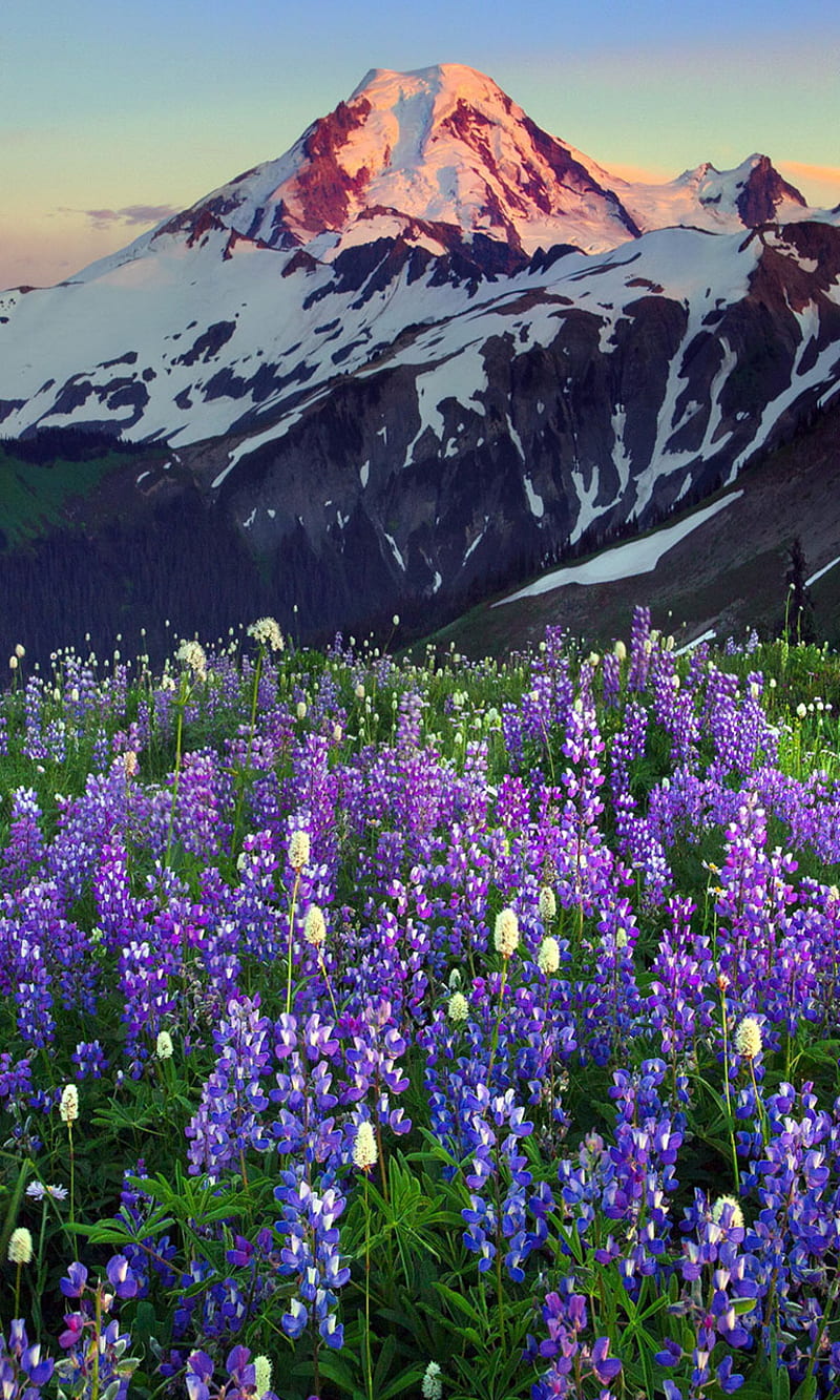 Flowers, mountains, purple, snow, white, HD phone wallpaper | Peakpx