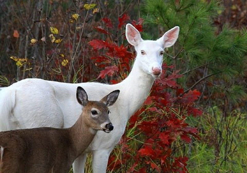 Albino Doe and Her Baby, nature, albino, animals, deer, HD wallpaper