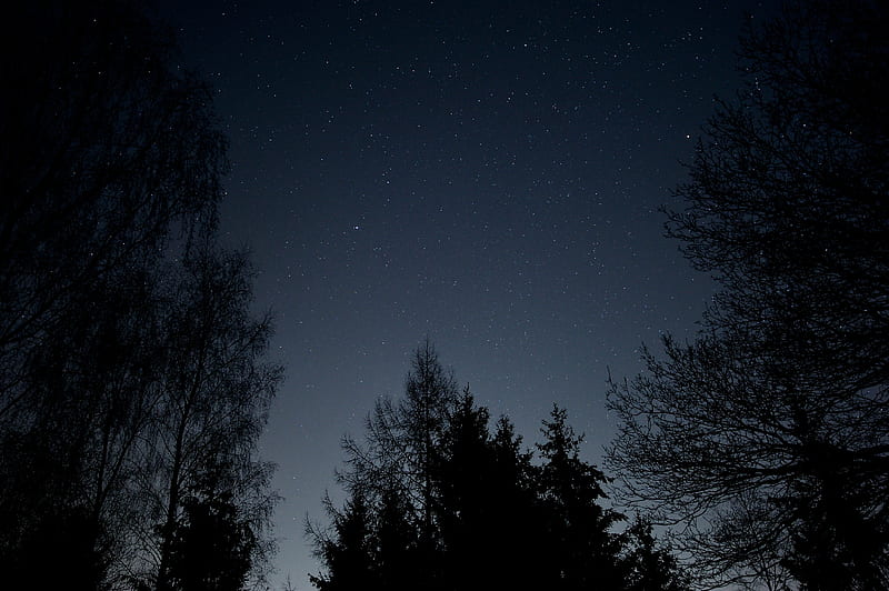 starry sky, stars, night, branches, bottom view, HD wallpaper
