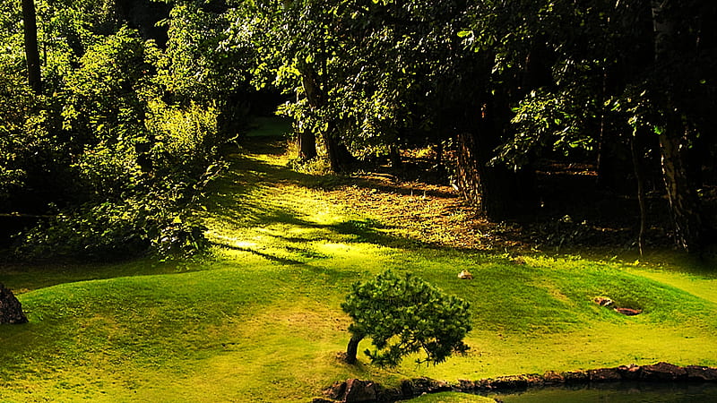 Light Up My Garden, beauty, lovely, warm, green, HD wallpaper