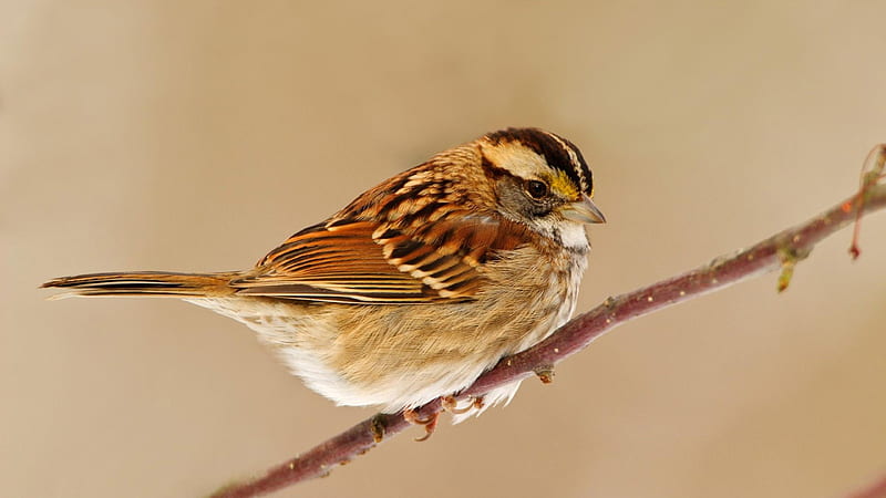 Sparrow, sparrow, birds, HD wallpaper