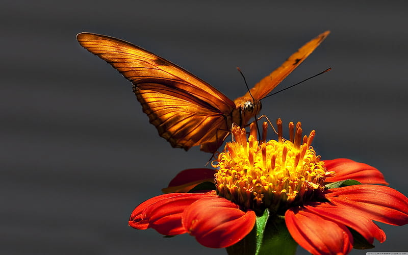 Butterfly, flower, landing, macor, HD wallpaper