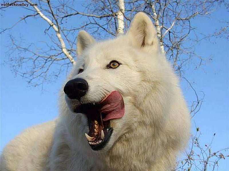 LICKING HIS LIPS, White, nature, Wolf, animals, HD wallpaper