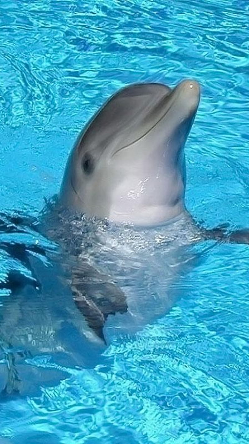 Dolphin, water, HD phone wallpaper