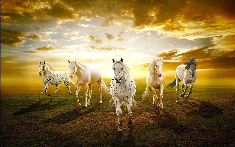 Heavenly Horses, Heavenly, White, Horses, Sunset, HD wallpaper