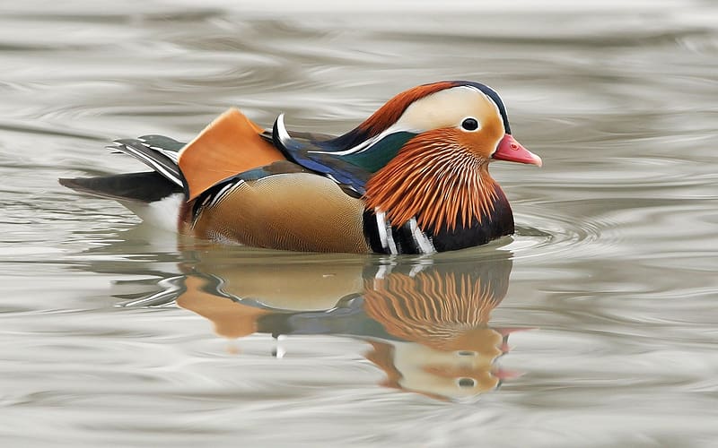 Birds, Animal, Mandarin Duck, HD wallpaper | Peakpx