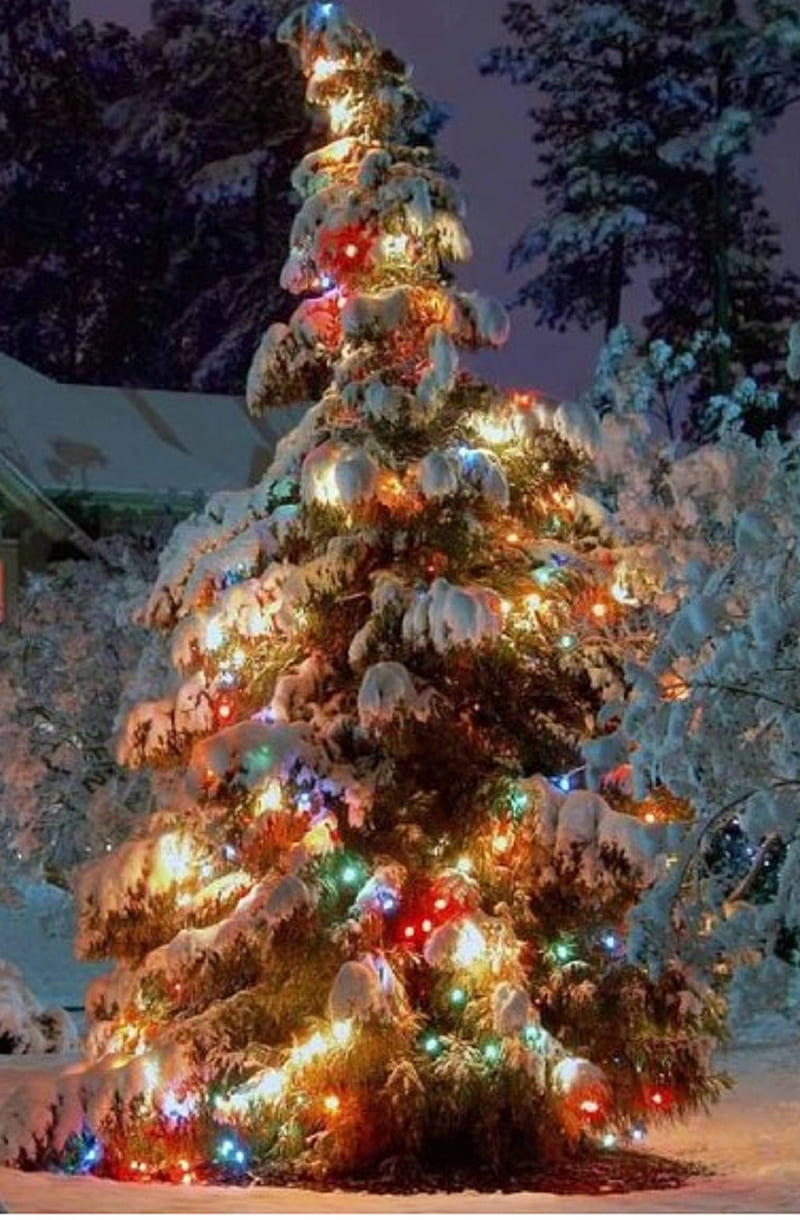 Christmas Tree, christmas tree, HD mobile wallpaper | Peakpx