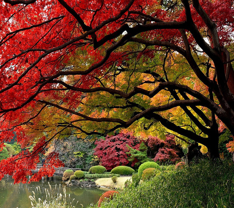 Autumn Garden, autumn, garden, HD wallpaper