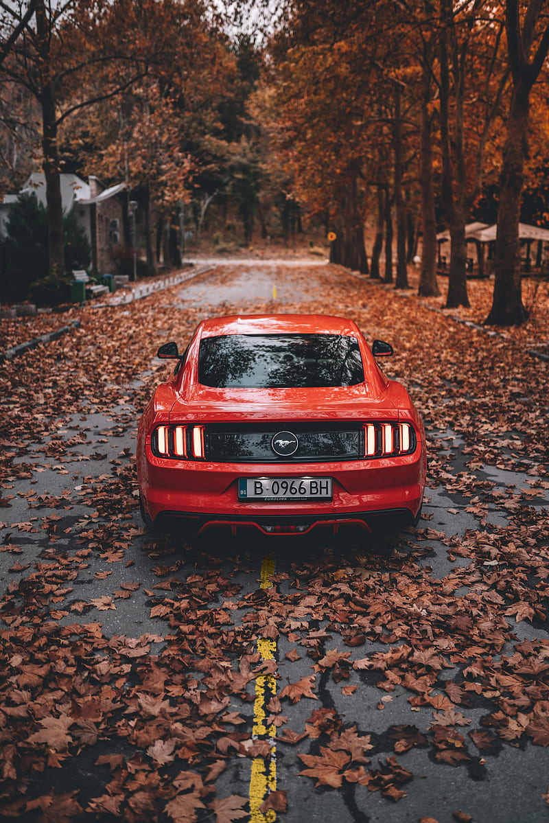 Ford mustang, ford, car, sports car, red, road, autumn, HD phone wallpaper  | Peakpx