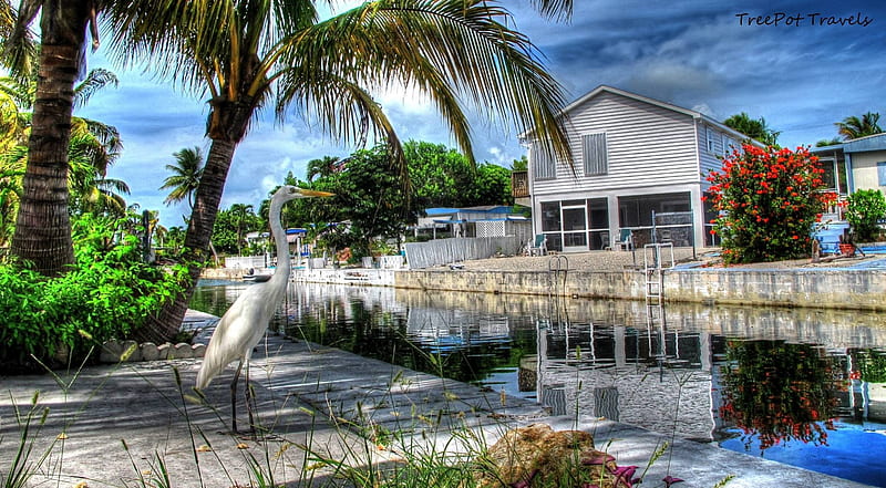 the Florida Keys, Other, Bird, Florida, Key west, HD wallpaper