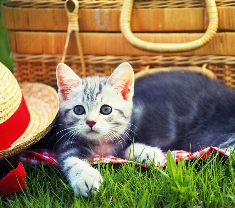 Kitty Picnic, grass, basket, kitten, picnic, animals, hat, HD wallpaper