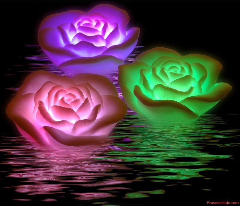 Flores sobre el agua, colorido, flores, rosas, reflejo, Fondo de pantalla  HD | Peakpx