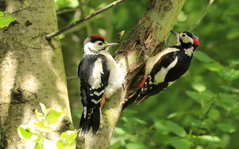 Hairy Woodpeckers, birds, tree, woodpeckers, animals, HD wallpaper