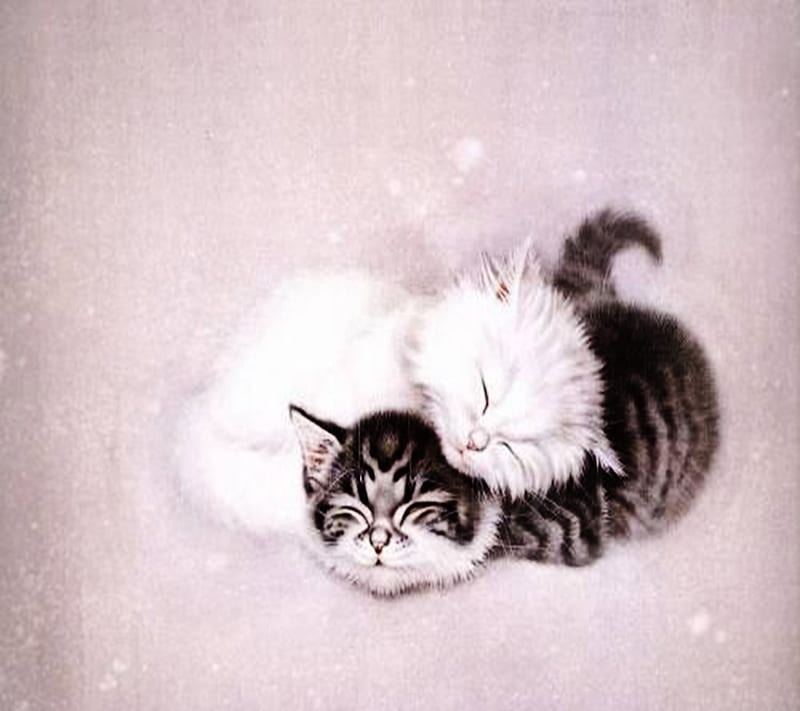 Sweet Cats, wallpsper, HD wallpaper