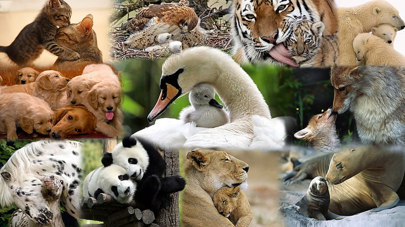 Motherly love to the animals, moms love, nature, collage, animal, mothers day, HD wallpaper