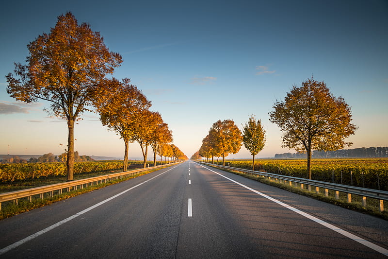 long straight road with trees on the side, HD wallpaper