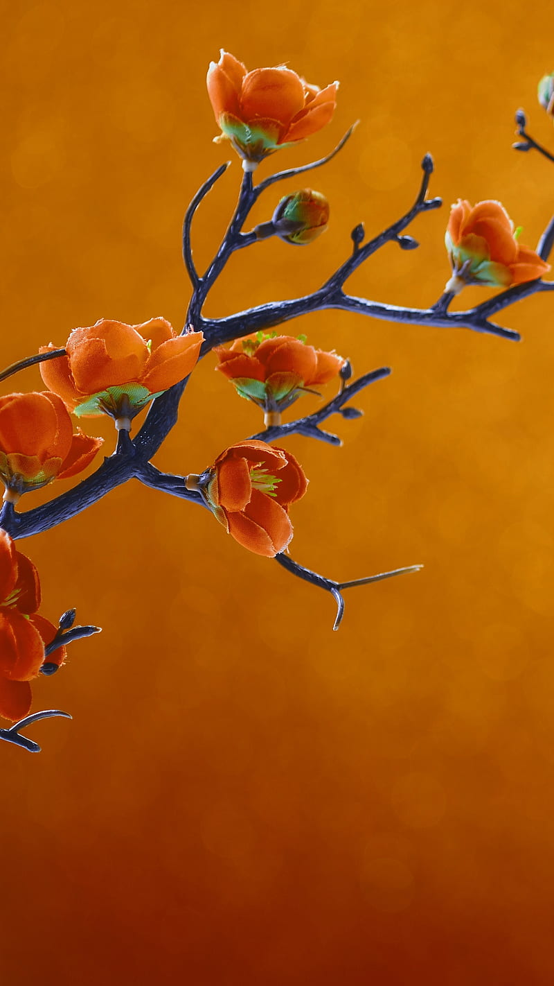 Orange flowers, blossom, branch, branches, irange flowers, nature, tree, HD phone wallpaper
