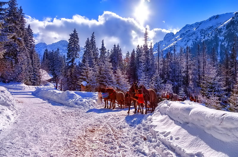 Winter - Tatry - Poland, wonderful, sun, bonito, cold, graphy, splendor, lovely, sky, trees, winter, tree, snowflake, snow, snowflakes, ice, nature, HD wallpaper