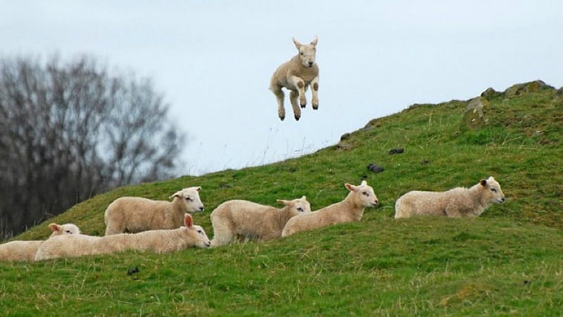 Lamb spring jumping, sheeps, jumping, lamb, spring, animals, HD wallpaper