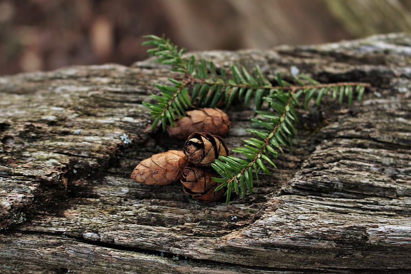 brown pine cone on brown wooden log, HD wallpaper