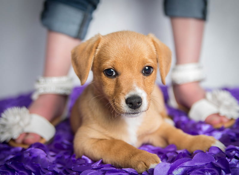 Puppy, legs, caine, animal, cute, purple, feet, summer, white, shoes, dog, HD wallpaper