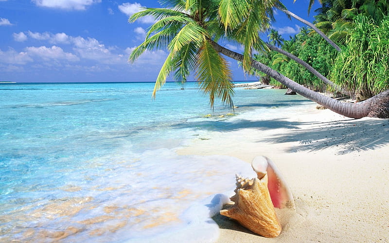 Tropical Beach, Sand, Water, Trees, Sky, Clouds, Palms, Shells, HD wallpaper