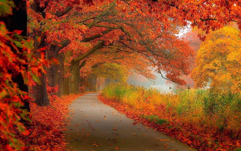 Autumn Road, ROAD, AUTUMN, LEAVES, TREES, TIME, HD wallpaper | Peakpx