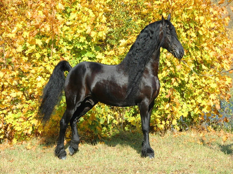 Friesan in autumn, stallion, yellow, black, horse, HD wallpaper