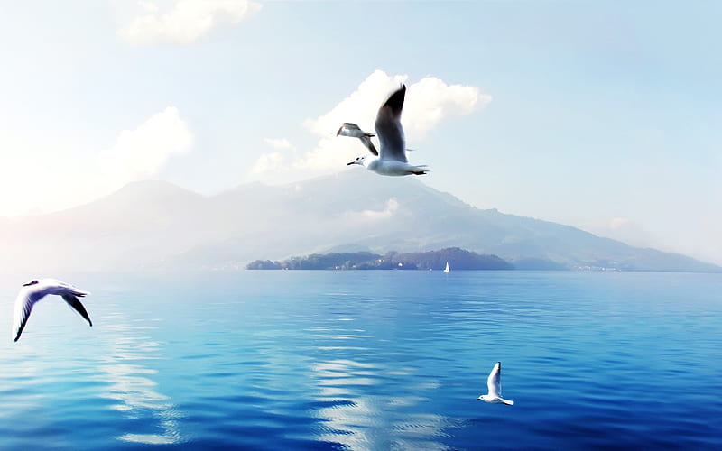 Seagulls In Switzerland, switzerland, birds, seagulls, HD wallpaper