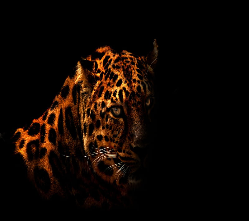 Leopard, HD wallpaper Leopard, HD wallpaper