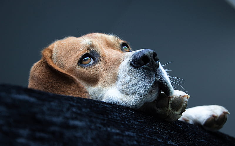 Beagle, muzzle, close-up, pets, dogs, sad dog, cute animals, Beagle Dog, HD wallpaper